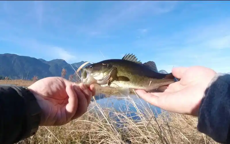 路亚淡水鲈鱼需要哪些技巧?路亚拟饵钓加州鲈鱼_小鱼_饵料_yu