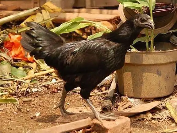 售价15万的纯黑兰博鸡尼