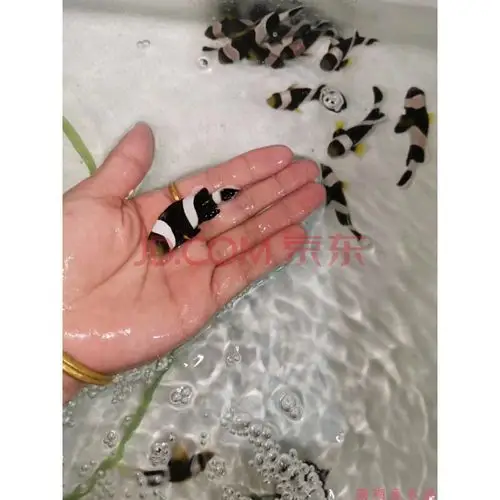 人工小丑鱼公子双带黑背心奥黑白金公子小丑鱼尼莫 黑豹小丑3--4厘米