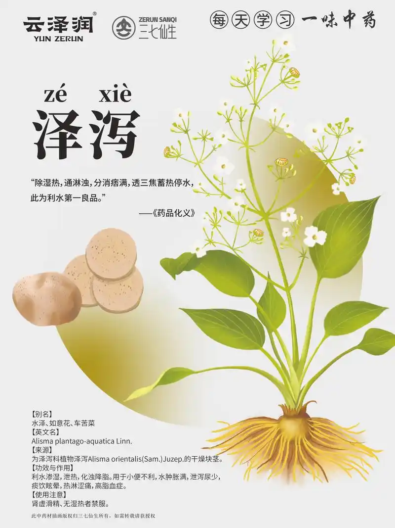 泽泻~「每天一味药膳」