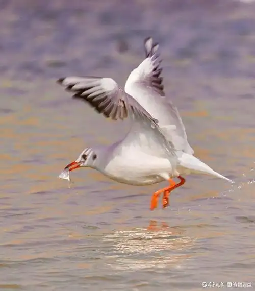自由自在的鳌山湾红嘴鸥