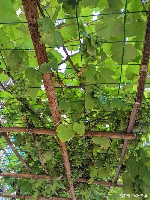 结满葡萄的葡萄架