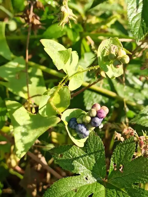 东北野草花九十八杠板归