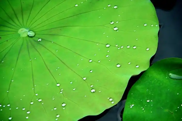 荷叶上的水晶珠链