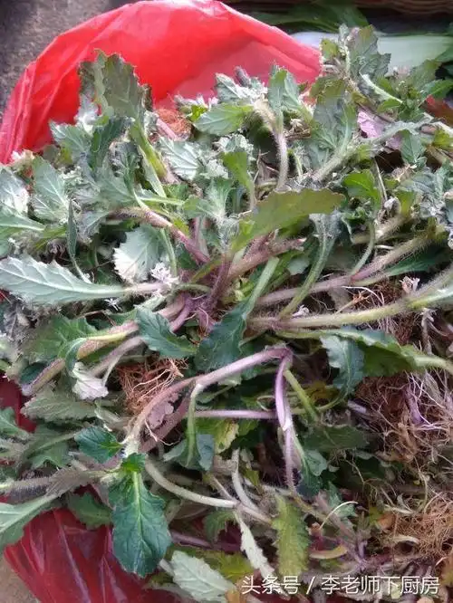 苦草味道苦涩,有降压清毒功效.