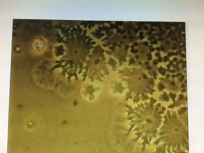 羊齿状结晶系外形像羊齿植物叶子形状的结晶体,早年(80年代)用于预测