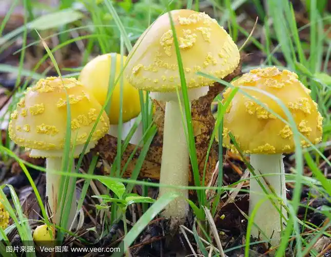 森林中的黄蘑菇