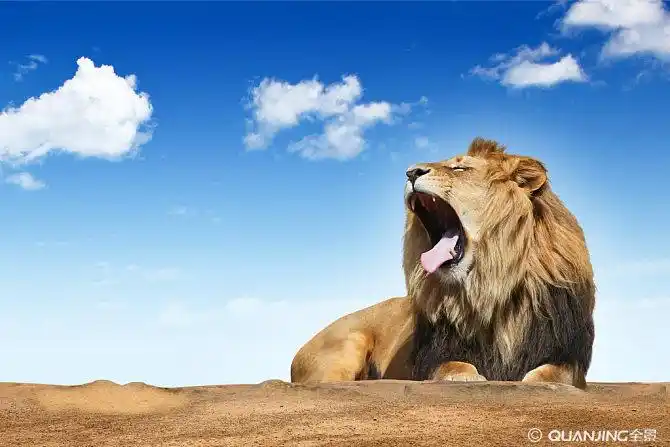 狮子图片_图片大全