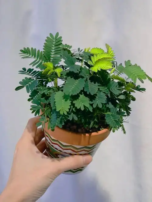 可可爱爱的含羞草