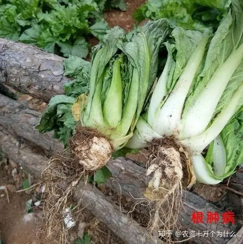 农技干货:白菜种植,根肿病与根结线虫究竟如何区分,您清楚吗?