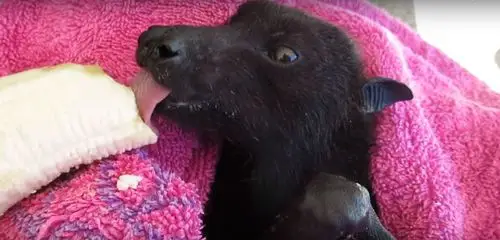 这就是我们经常说的黑蝙蝠,喜爱阴暗环境,也是很多电影中的吸血蝙