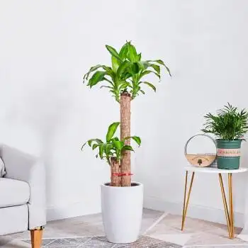 送货上门金心巴西木也门铁幸运木办公室植物室内客厅大绿植盆栽四季青