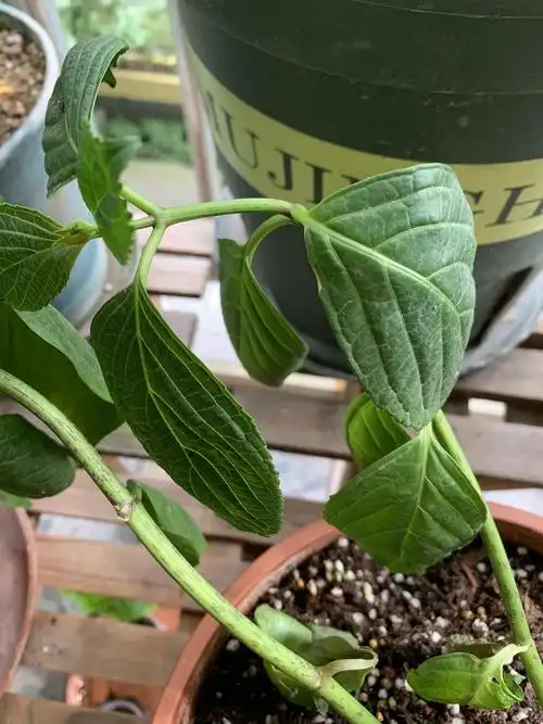 其他的绣球都正常. 就它突然叶子耷拉了,然后还掉叶子.