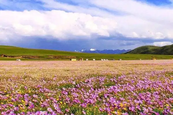 二,5-6月成都租车周边游若尔盖草原花海攻略景点推荐