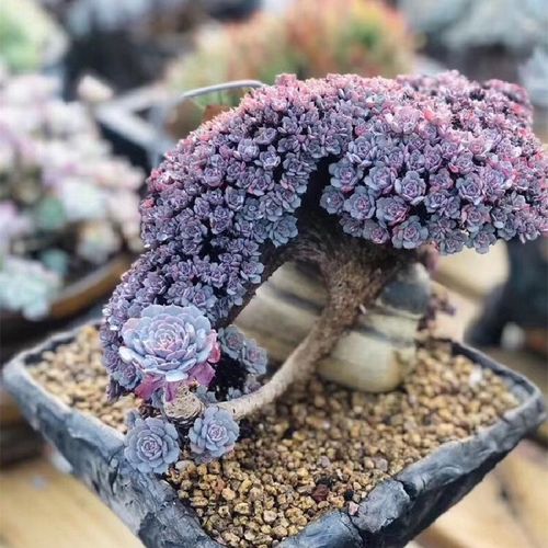 【精品  多肉缀化  一物一拍】先到先得  喜欢的  赶紧下手  要快