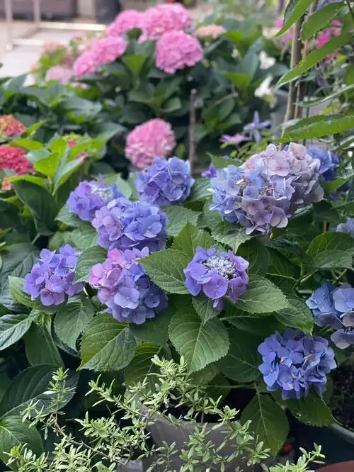 绣球花们次第开放