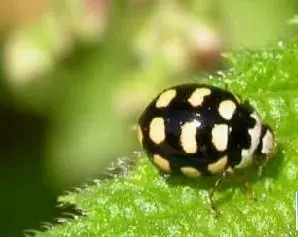 瓢虫的种类 4,双七星瓢虫