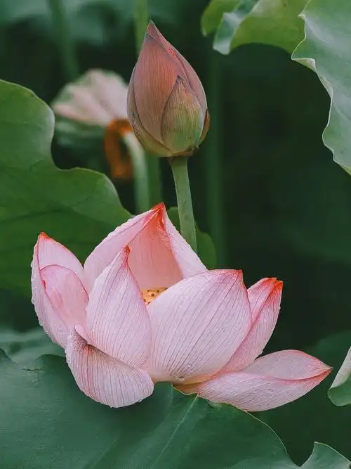 雨后的荷花,清丽中更添了一份雅致,微风拂过,花枝轻摇,水珠"簌簌"地落