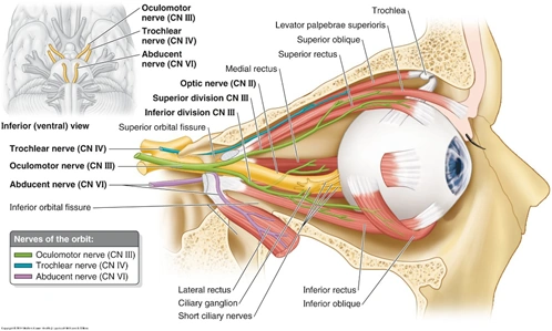 动眼神经 - 嘉应学院医学院解剖教研室