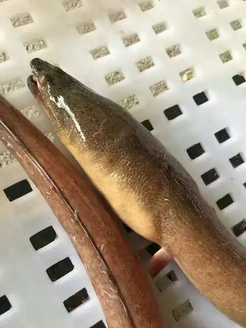 土龙不是龙也不是蛇,它非比寻常,可遇不可求的海中珍品,东山岛的野生