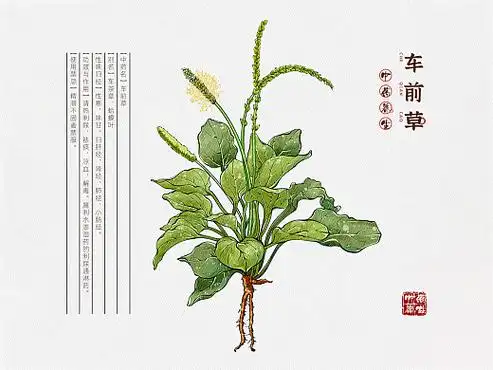 本草纲目中草药手绘插画-车前草(附绘画线稿过程图)