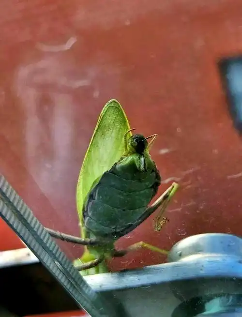 广斧螳螂:昆虫世界中的"镰刀杀手"与农林害虫的天敌