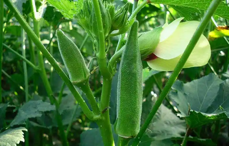 曲江假日农庄采摘季‖强身健体绿色人参-秋葵