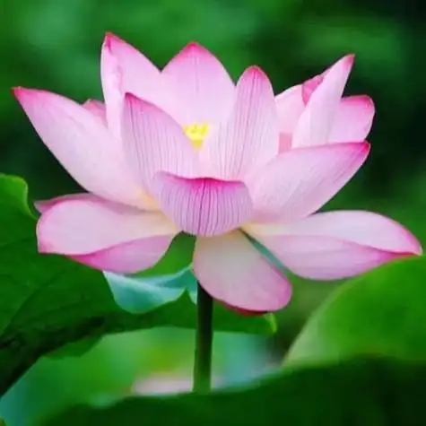 独一无二的莲花头像图片适合做头像的荷花图片