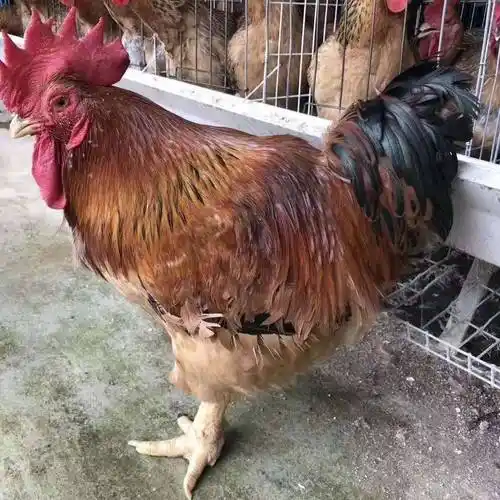 [k9鸡苗批发]k9麻黄鸡苗 麻黄鸡k901,厂家直销,全年批发价价格2.