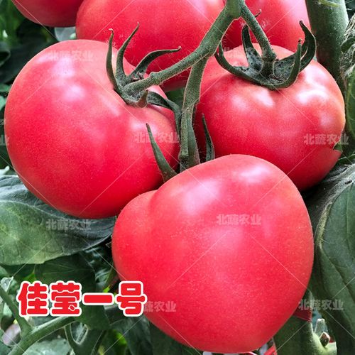 番茄种籽抗ty硬粉西红柿种子耐寒粉果高产佳莹一号四季大棚菜园盆