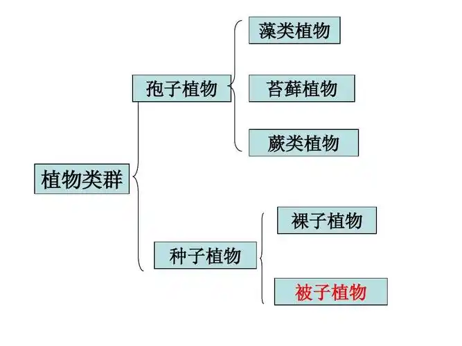 无忧文档 所有分类 初中教育 理化生 专题五:被子植物一生复习课件