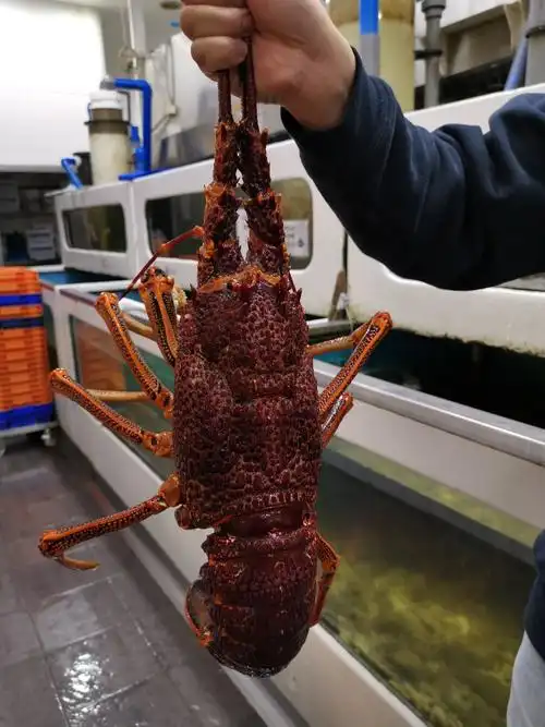 澳洲龙虾
