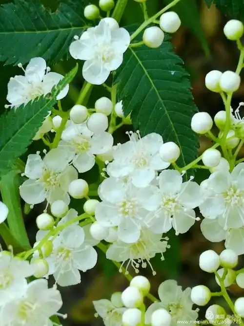 珍珠梅 《手机随拍》