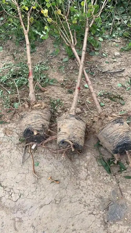 [杏树苗批发]河北唐山迁安市杏树苗 0.90元/棵山杏苗,山杏杯 _ 一亩田