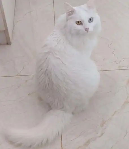 纯白色的猫是什么品种(长毛纯白猫是什么品种)-第4张图片-巴山号