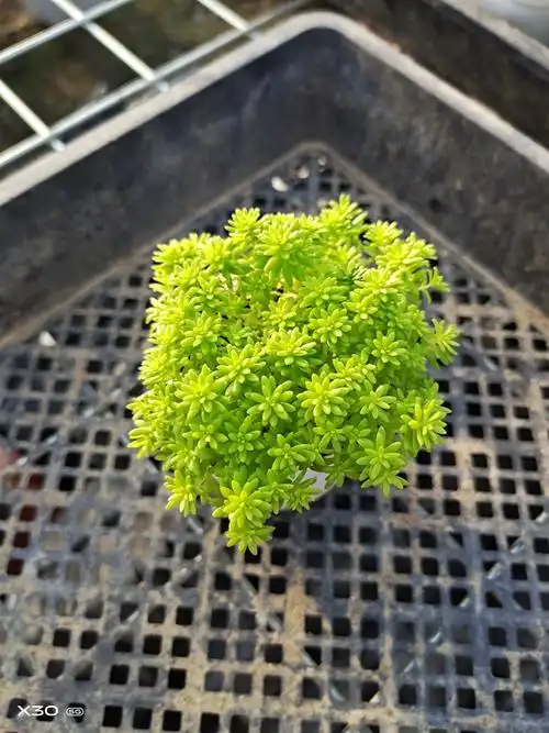 黄金草 多肉植物护盆草点缀盆栽5/6cm好养新款直销推荐办公桌窗台  行