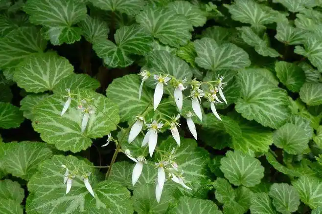 猫耳草的功效和作用,猫耳朵草能治什么病