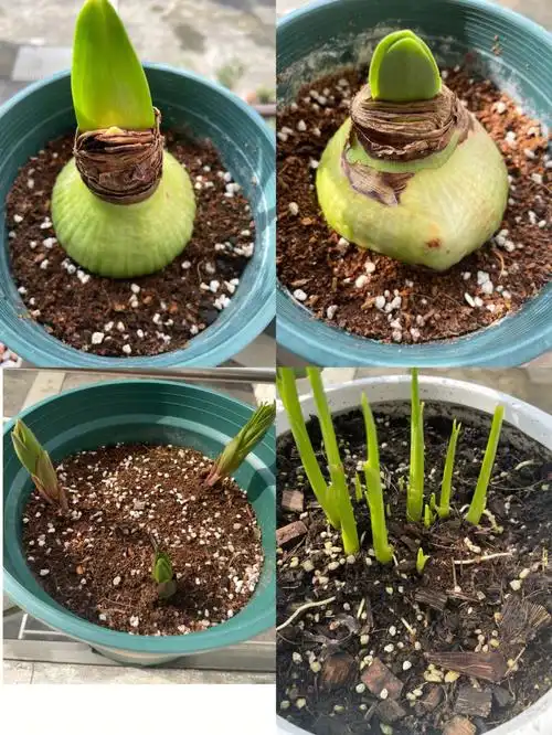 朱顶红百合马蹄莲种下两周发芽啦