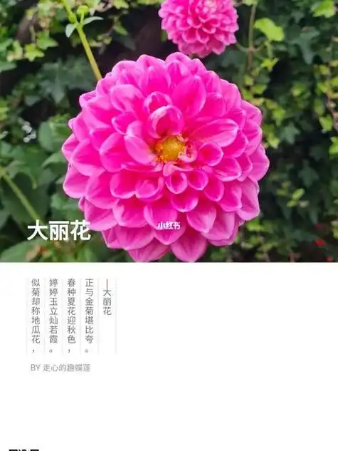 大丽花花语大全_大丽花 花语