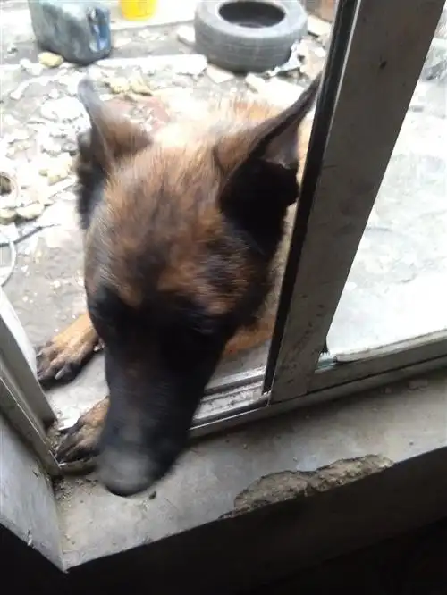 50天小马犬出售