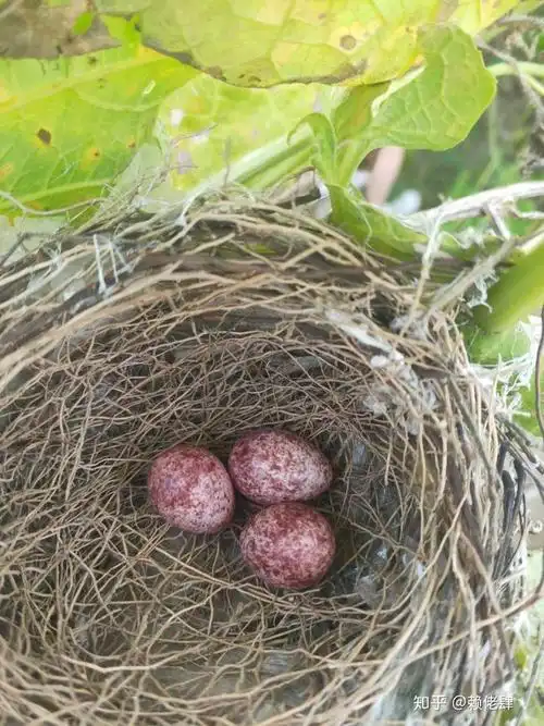 鉴别鸟蛋?
