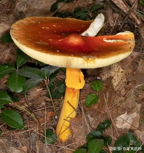 橙黄鹅膏菌开展菌盖时,中间会稍凸起