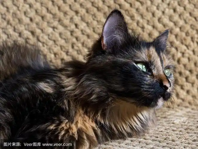 猫,三只动物,黄眼睛,自然美,可爱的