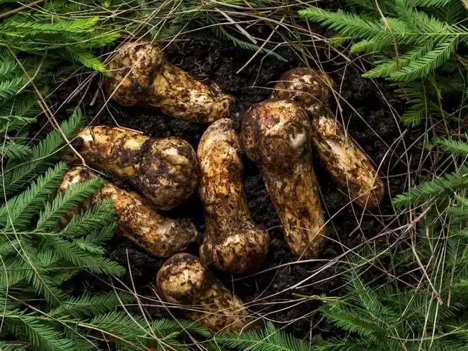 林芝波密野生松茸马上要上市了,它的价格,吃法,功效都在这里