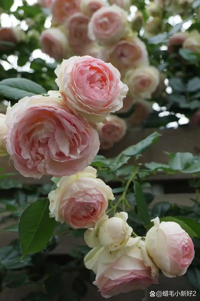 索菲罗莎月季的优缺点 索菲罗莎月季是一种受到园艺爱好者喜爱的月季