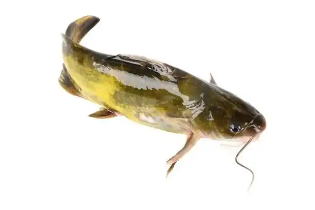 全球首家!我市一黄颡鱼养殖基地获bap认证