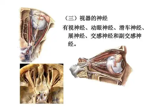 人体解剖学 (三)视器的神经 有视神经,动眼神经,滑车神经, 有视神经