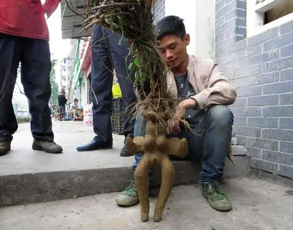 像是人形何首乌 就是长的太完整
