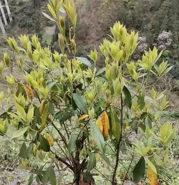 野生老鹰茶老阴茶高山老鹰茶火锅专用