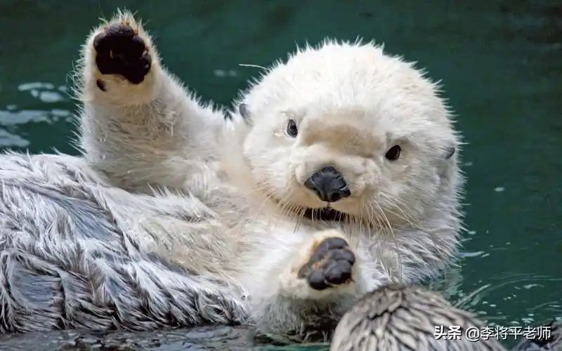 海獭蠢萌的外表下,是生物圈的黑暗王者